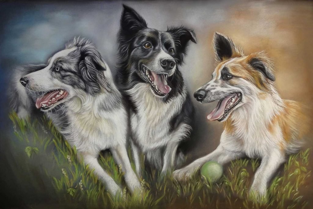 Border Collie Portraits