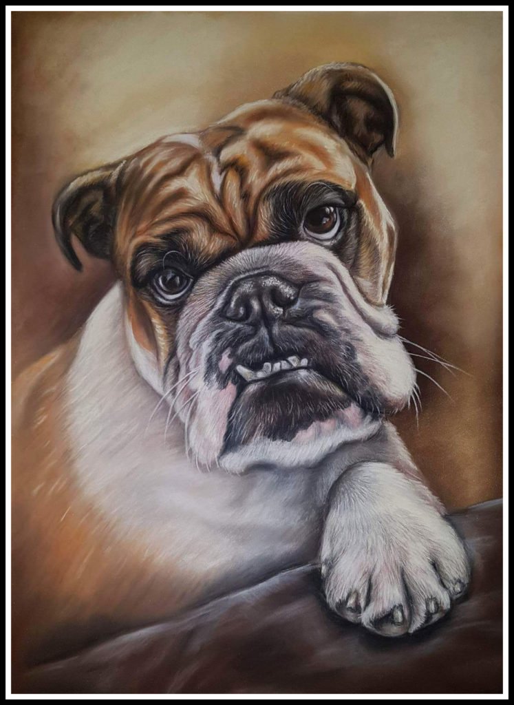 Broxi pet portrait