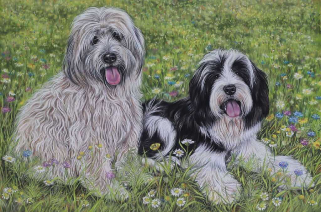 Tibetan Terriers Painting custom portrait uk