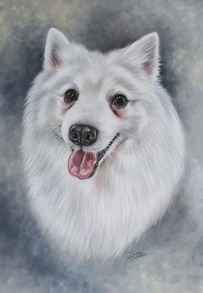 Japanese Spitz portrait painting uk