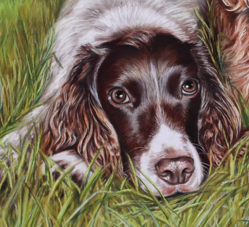 spaniel portrait