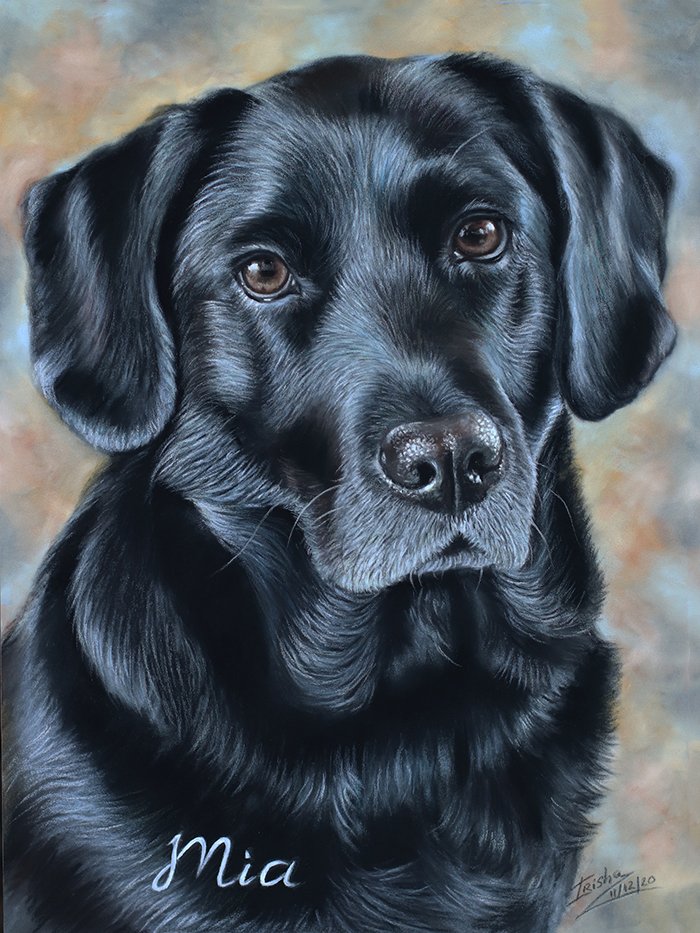 Black Labrador retriever commission portrait uk