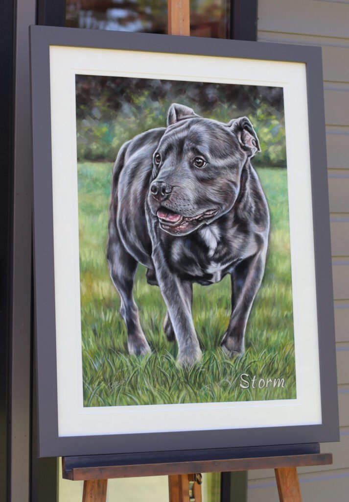 Staffordshire bull terrier portrait in pastel