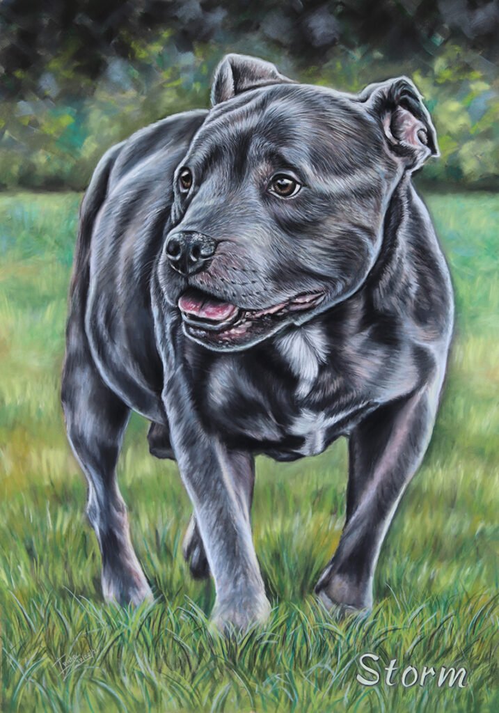 Staffordshire bull terrier portrait painting in pastel