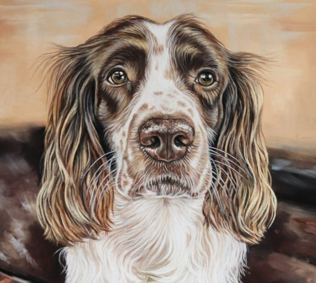 springer spaniel portrait