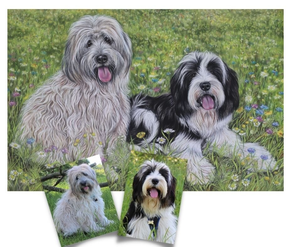 Tibetan Terrier portrait