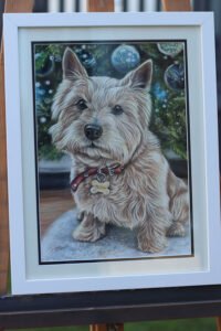 Norwich terrier portrait