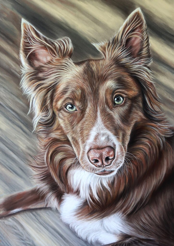 Custom pet portrait of a Welsh Collie head and shoulders