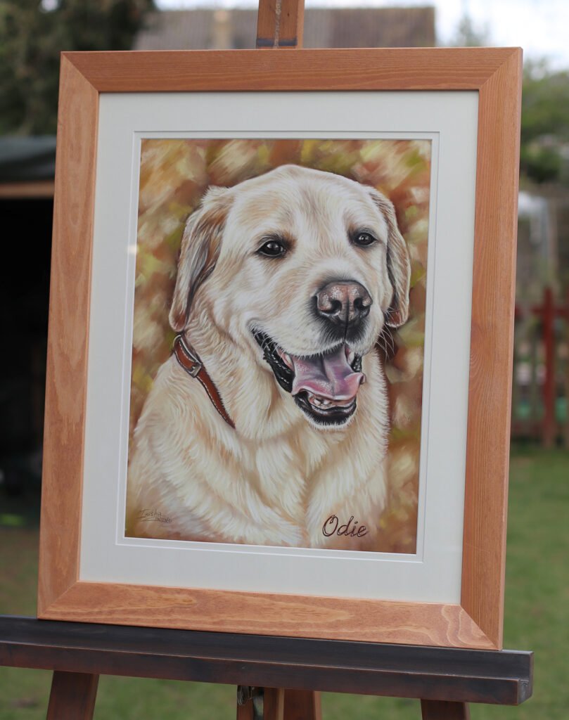 labrador retriever portrait