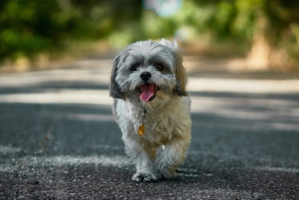 about Shih Tzu