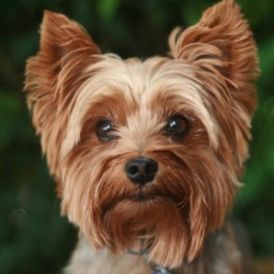 about Yorkshire Terrier