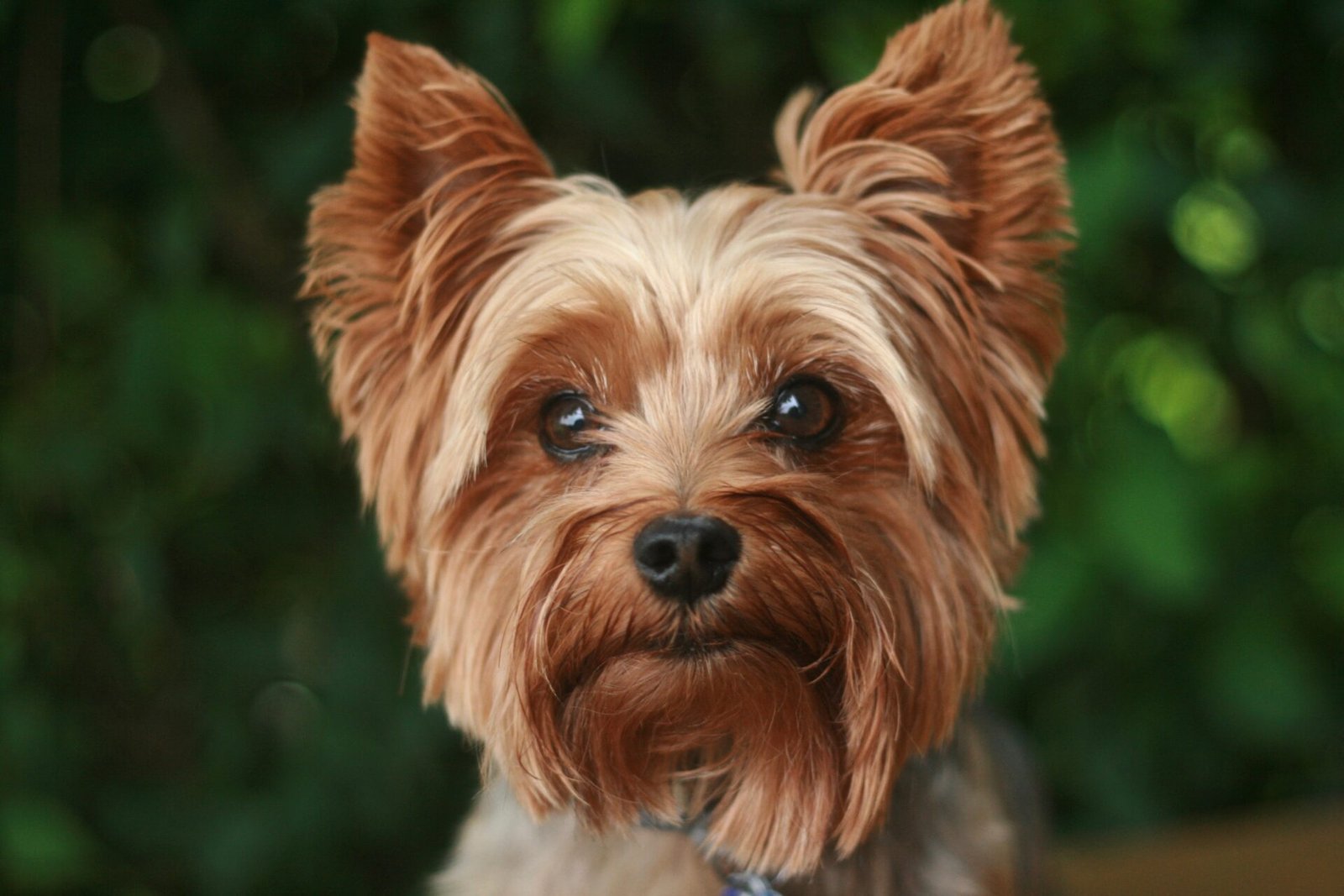 about Yorkshire Terrier