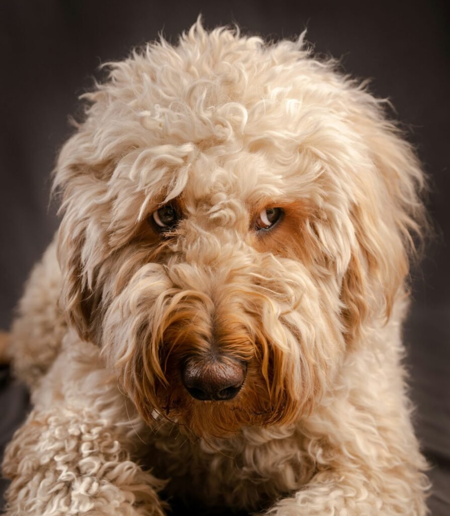 golden doodle