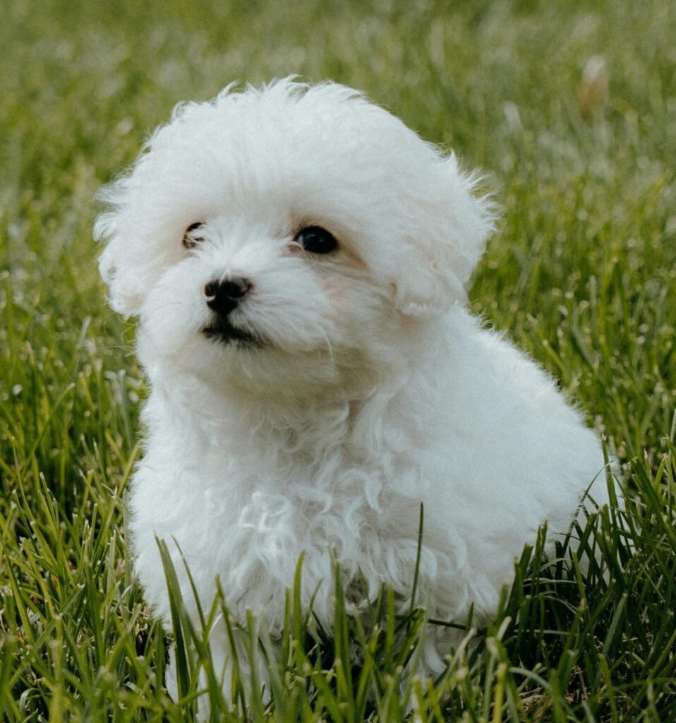 maltipoo