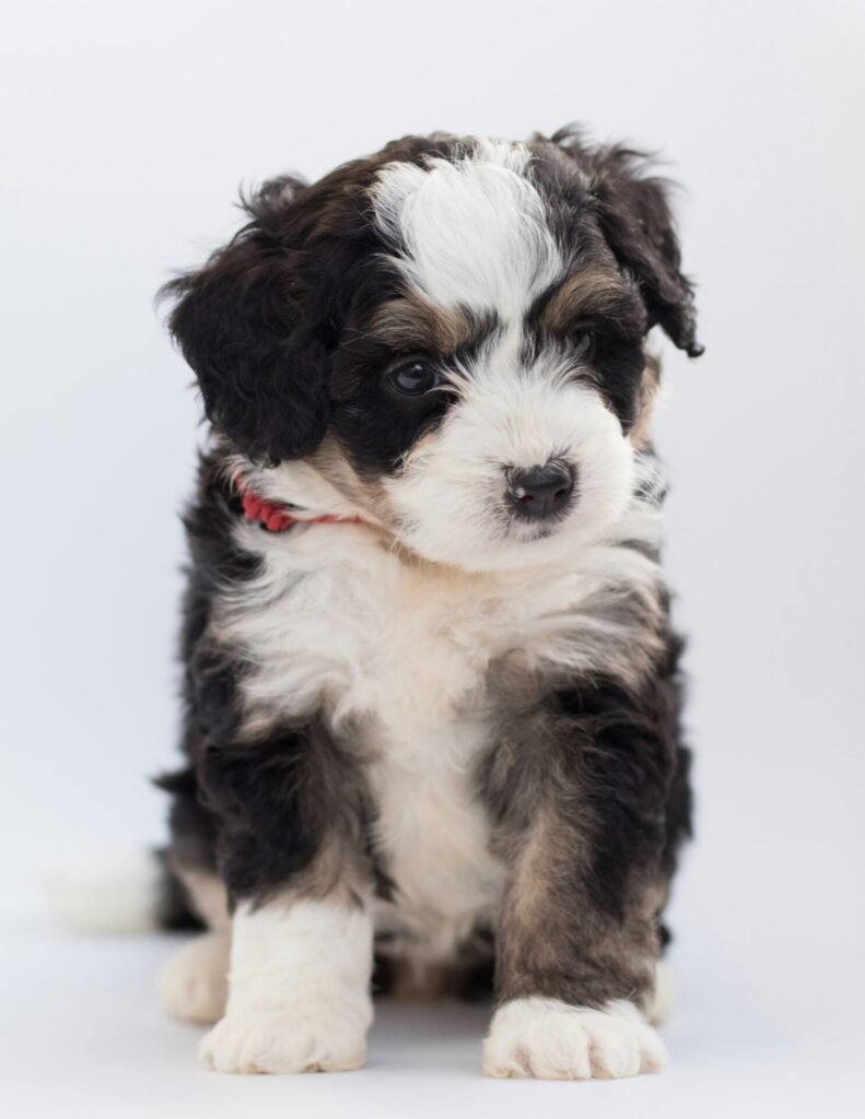 sheepadoodle puppy