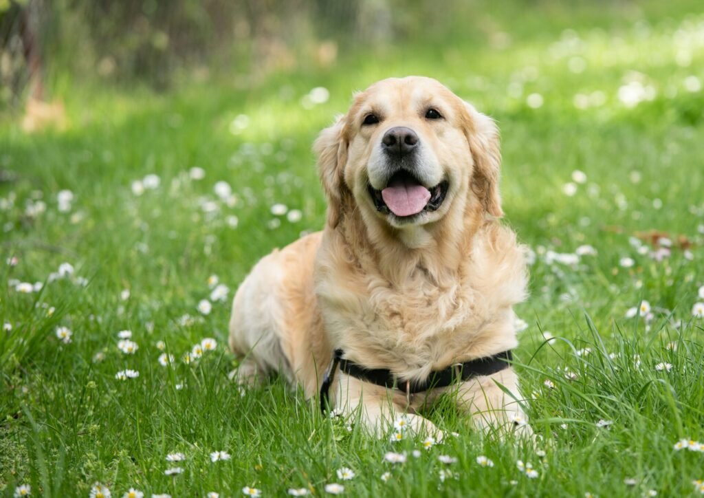 Golden Retriever resting in a meadow full of daisies on a sunny day