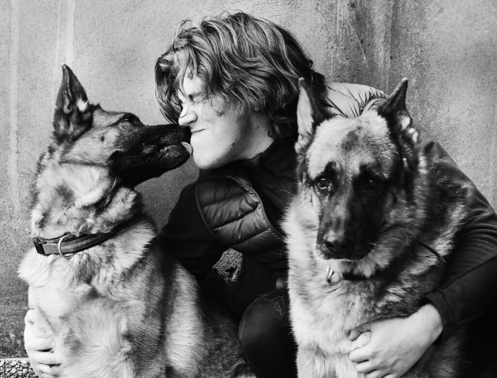 two German Shepherds with their owner
