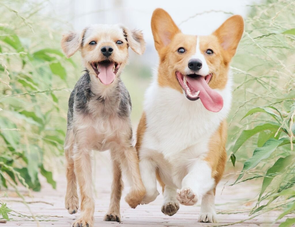 two dogs - Border Terrier and Corgi on the walk