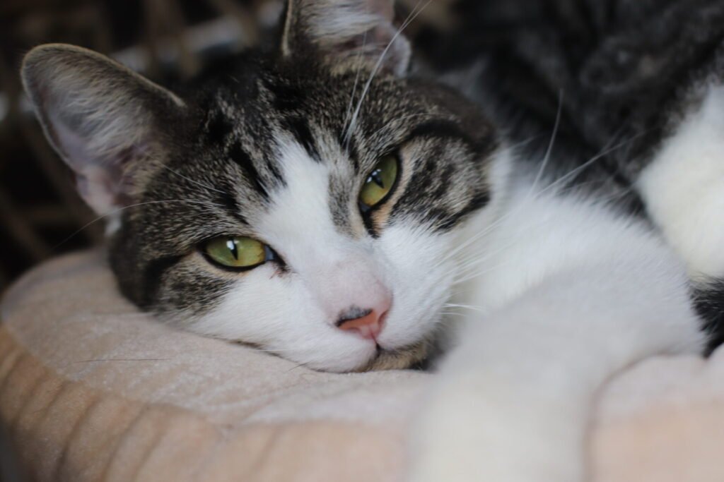 beautiful grey and white cat
