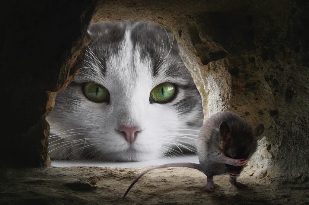 cat watching mouse