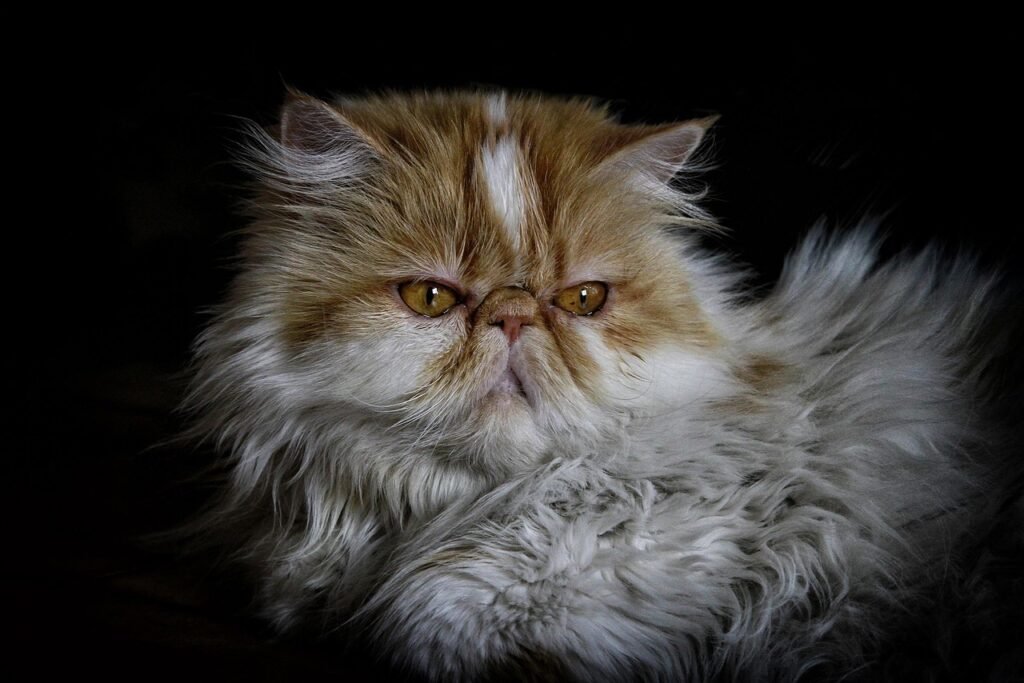 Persian cat breed