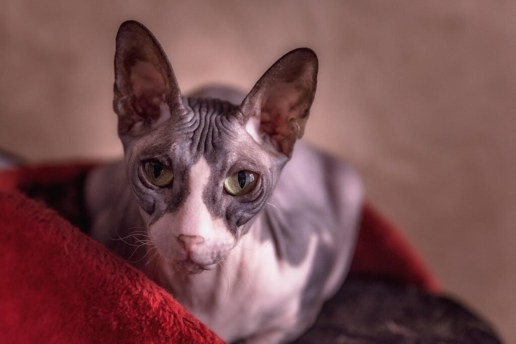 sphynx cat breed