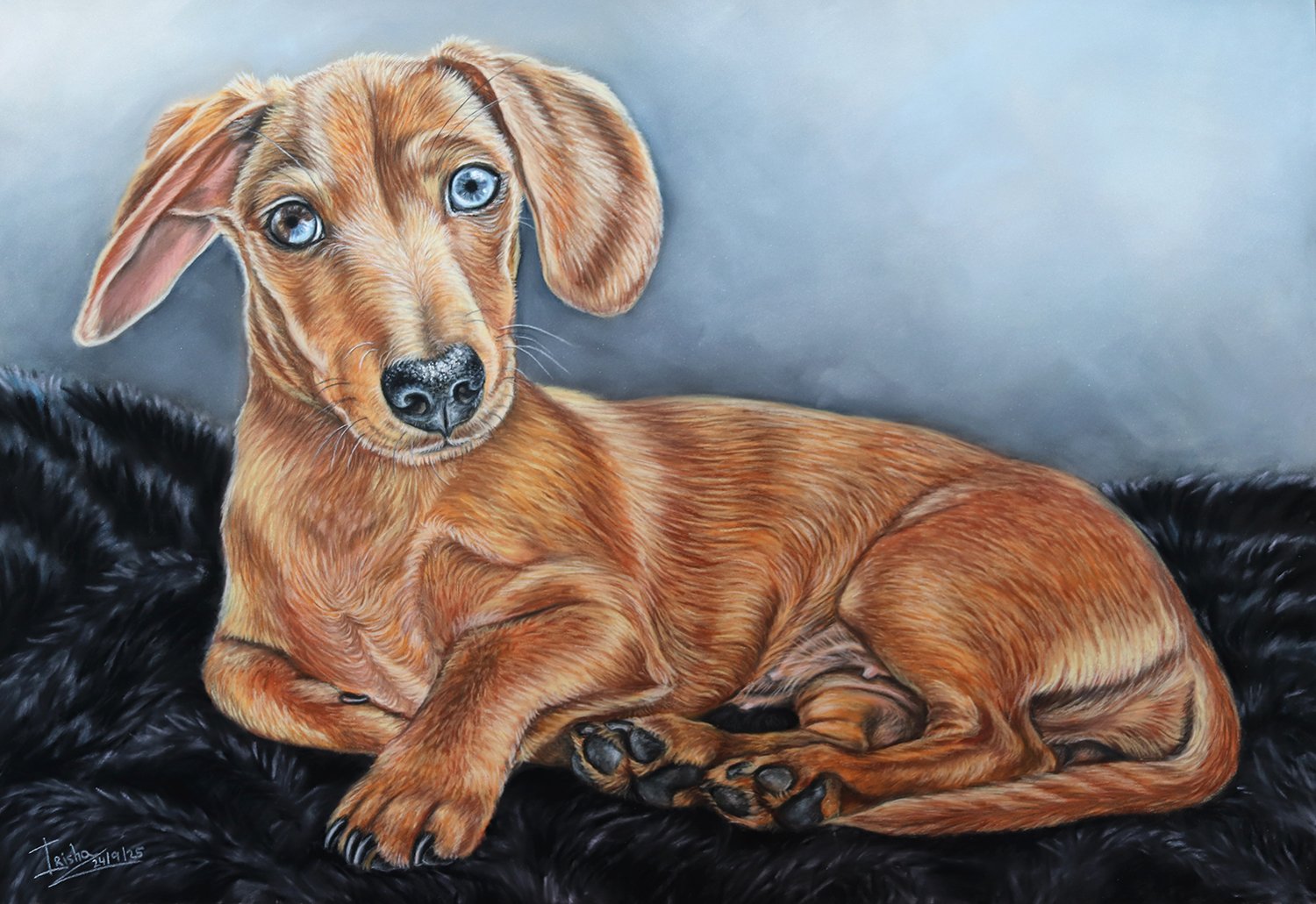 hand-drawn custom dog portrait commission of a sausage dog