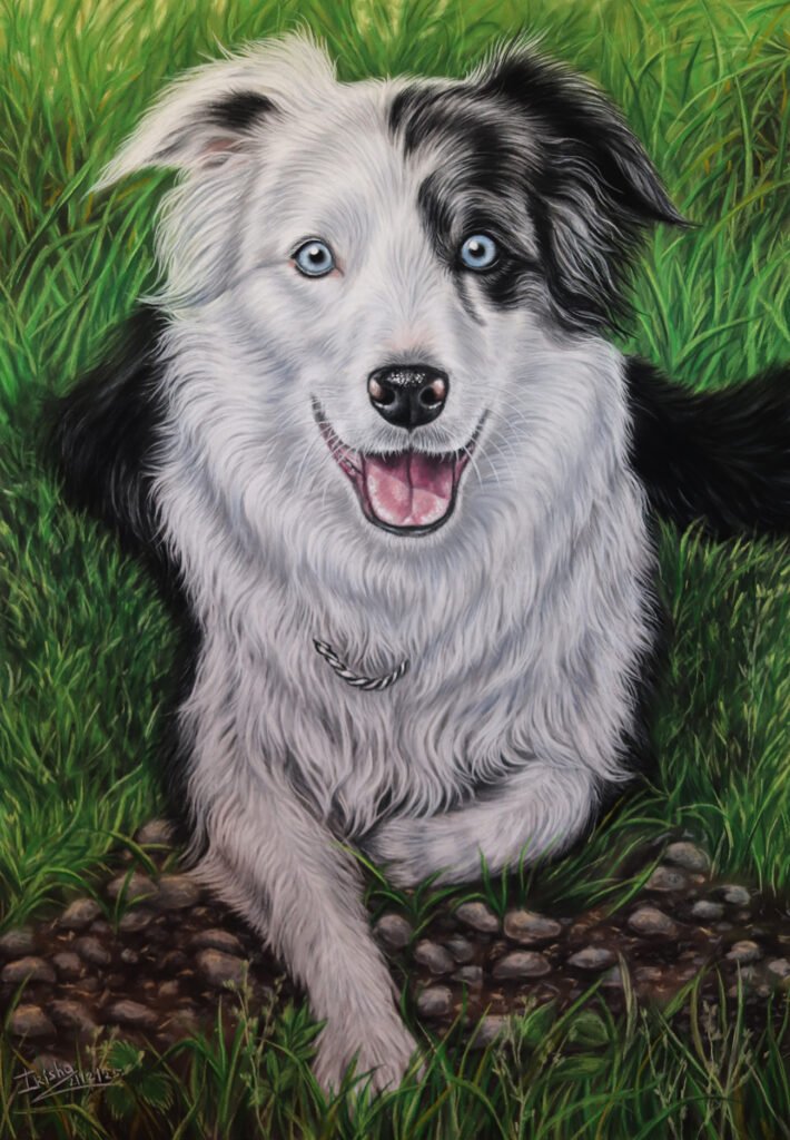 commissioned dog painting of Border Collie Harvey created in pastel