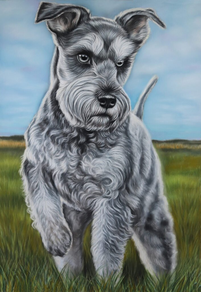 custom dog portrait of a miniature Schnauzer created with pastel